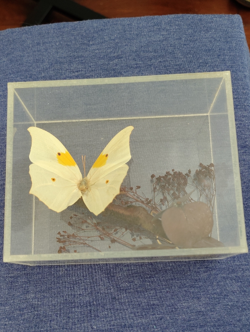 Mounted White Angled Sulphur.